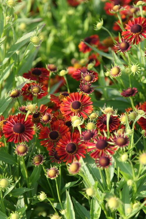 Bild von Helenium x-cult. Siesta