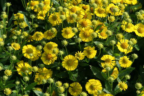 Bild von Helenium x-cult. Sombrero