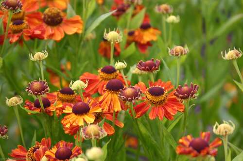 Bild von Helenium x-cult. Wonadonga