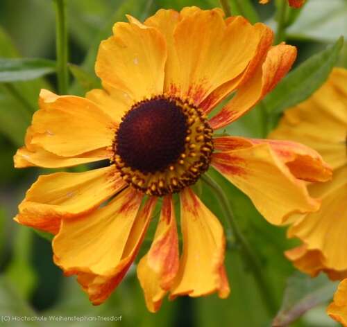 Bild von Helenium x-cult. Zimbelstern