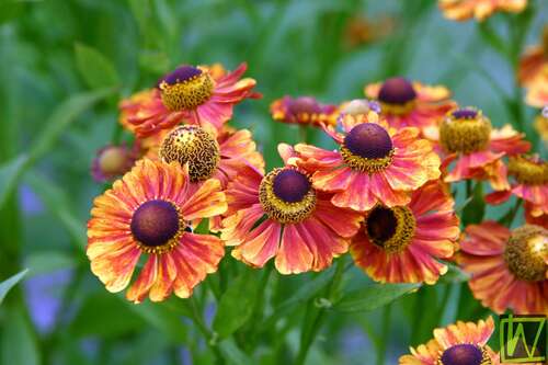 Bild von Helenium x-cult. Amber Dwarf