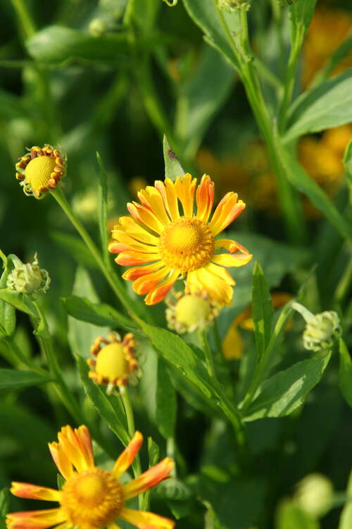 Bild von Helenium x-cult. Fancy Fan