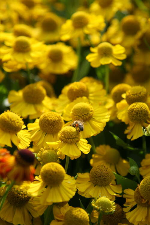 Bild von Helenium x-cult. Tijuana Brass