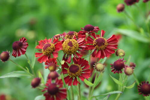 Bild von Helenium x-cult. Ruby-Tuesday