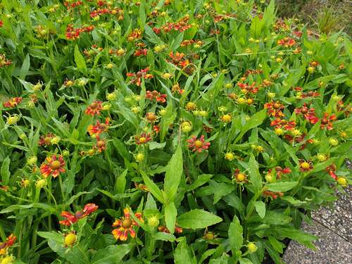 Bild von Garten Sonnenbraut