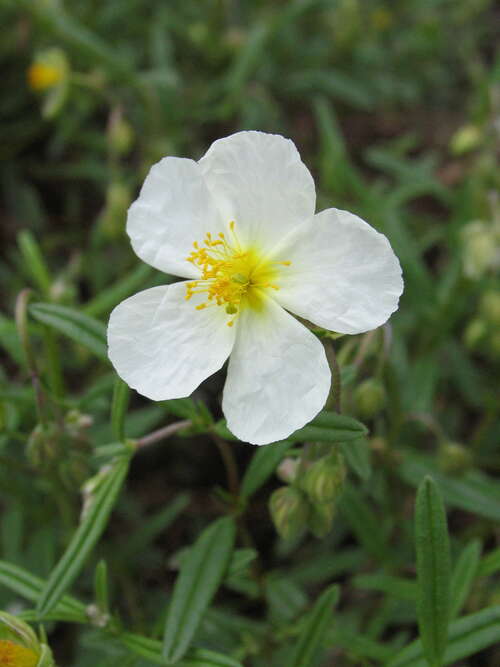 Bild von Helianthemum x-cult. Eisbär