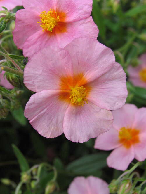 Bild von Helianthemum x-cult. Lawrensons Pink