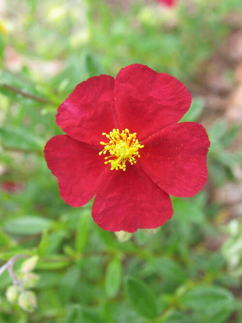 Bild von Helianthemum x-cult. Red Orient