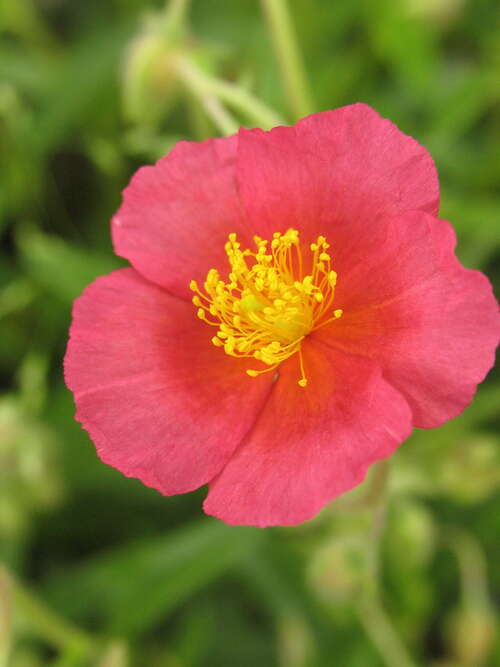 Bild von Helianthemum x-cult. Rotkehlchen