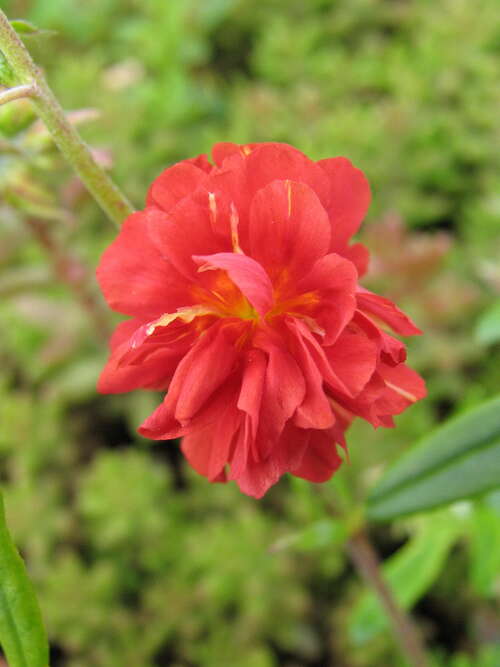 Bild von Helianthemum x-cult. Rubin