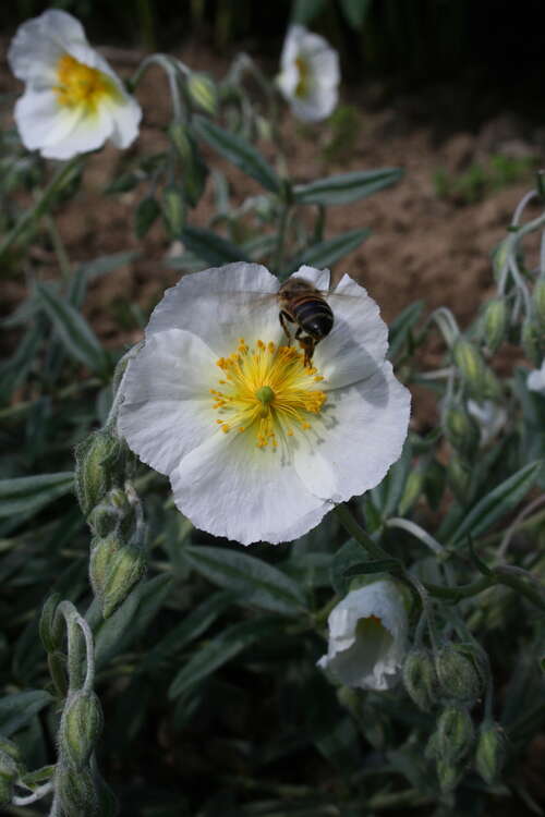 Bild von Helianthemum x-cult. Snow Queen
