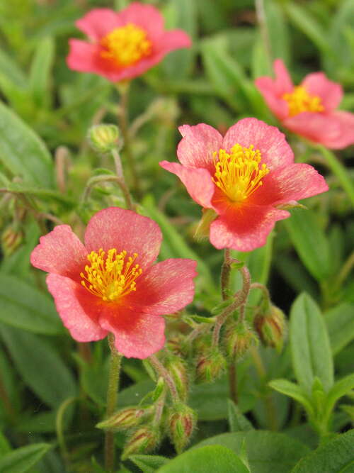 Bild von Helianthemum x-cult. Lachskönigin