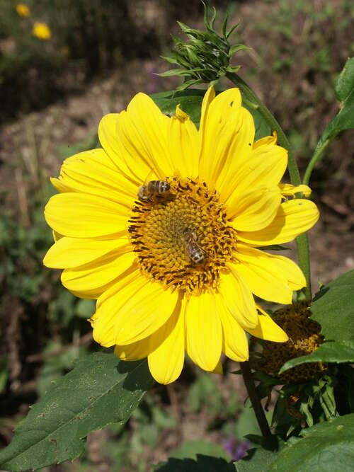 Bild von Garten-Stauden-Sonnenblume