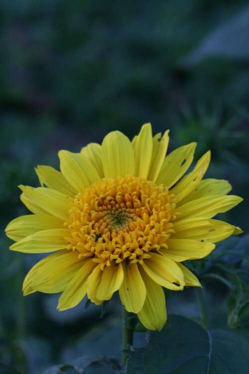 Bild von Garten-Stauden-Sonnenblume