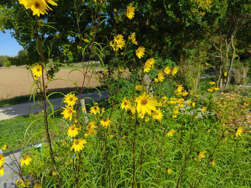 Bild von Helianthus orgyalis