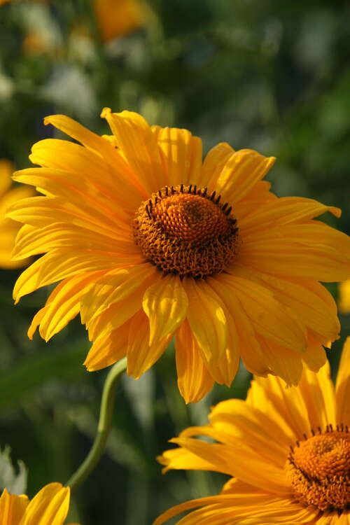 Bild von Garten-Sonnenauge