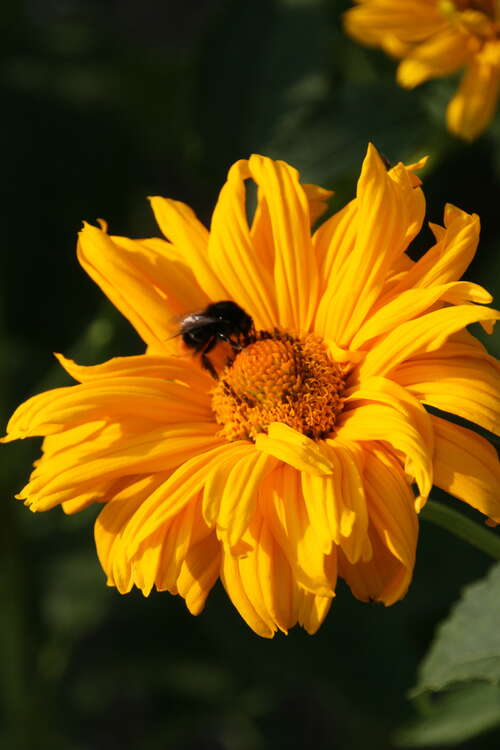 Bild von Garten-Sonnenauge