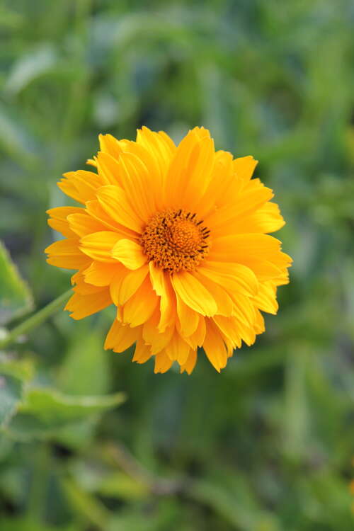 Bild von Garten-Sonnenauge