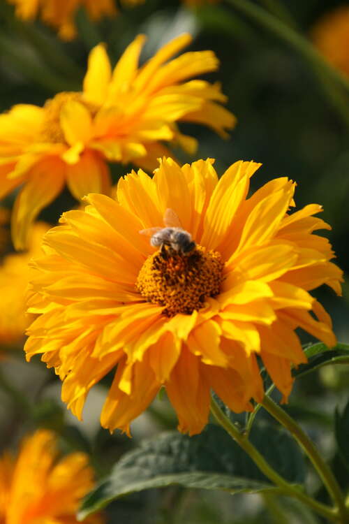 Bild von Garten-Sonnenauge