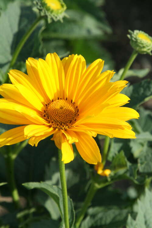 Bild von Heliopsis scabra Venus