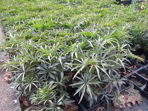 Bild von Helleborus foetidus Wester-Flisk