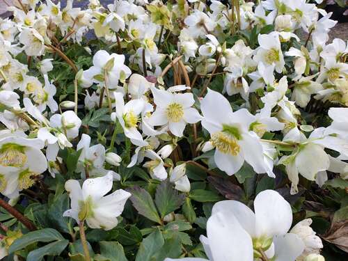 Bild von Helleborus niger