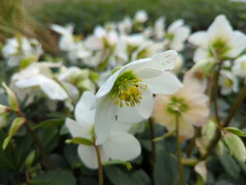 Bild von Helleborus niger Praecox