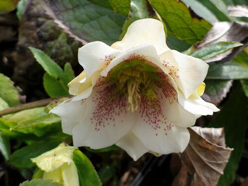 Bild von Helleborus x-orient. weiß