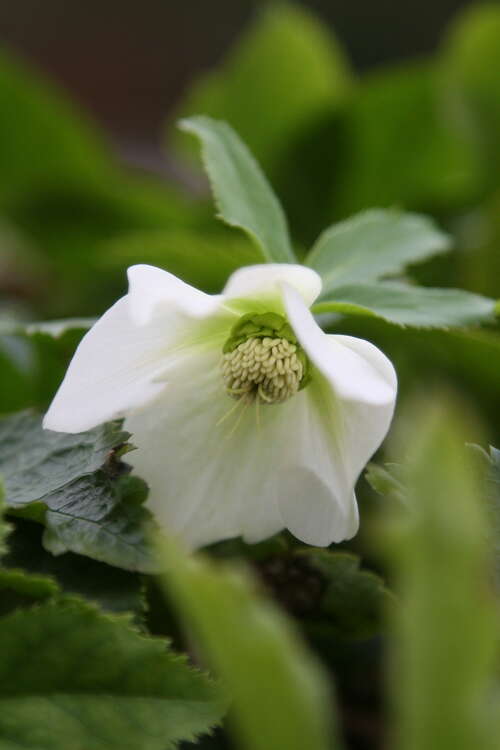 Bild von Helleborus x-orient. White Lady