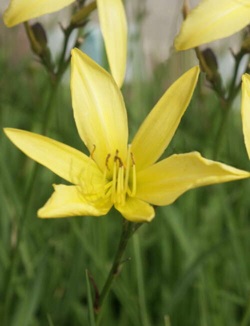 Bild von Zitronengelbe Taglilie