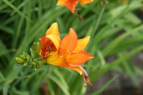 Bild von Garten-Taglilie