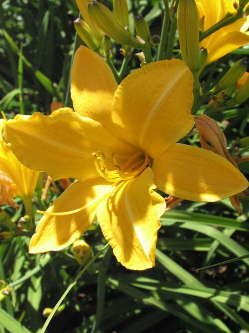 Bild von Hemerocallis x-cult. Cartwheels