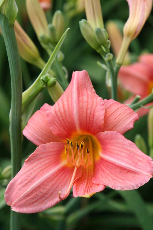 Bild von Garten-Taglilie