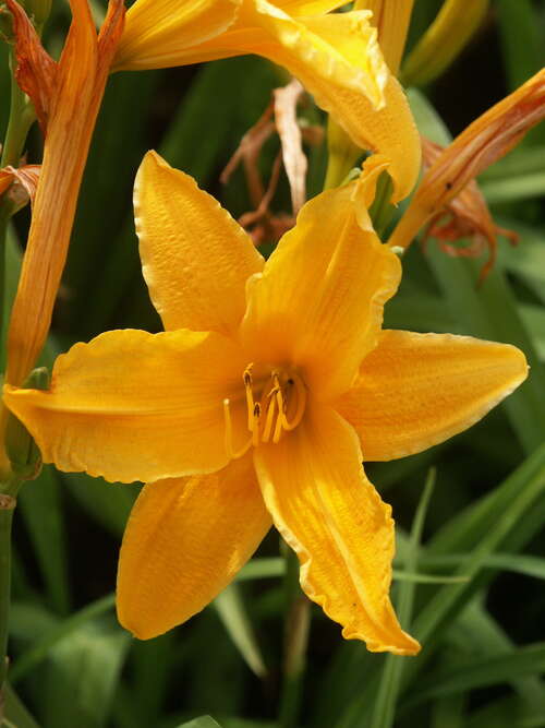 Bild von Hemerocallis x-cult. Burng. Daylight
