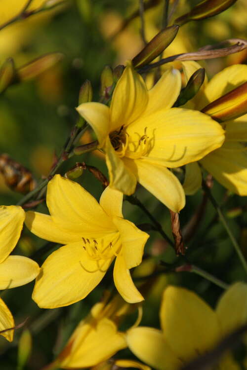 Bild von Hemerocallis x-cult. Corky
