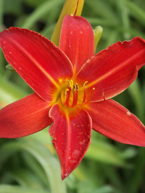 Bild von Garten-Taglilie