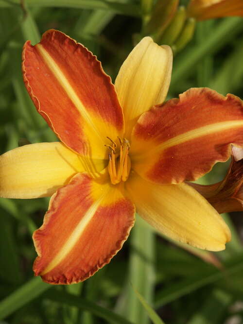 Bild von Hemerocallis x-cult. Frans Hals