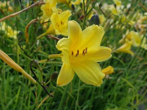 Bild von Hemerocallis x-cult. Golden Chimes
