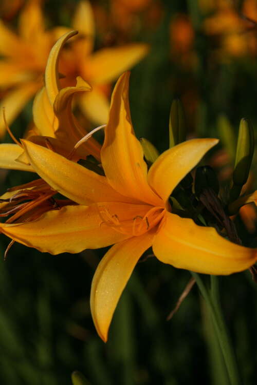 Bild von Hemerocallis x-cult. Golden Scepter