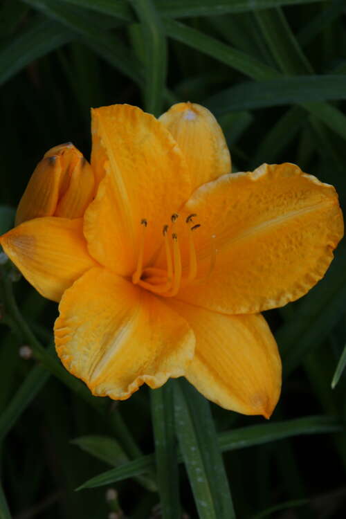 Bild von Garten-Taglilie