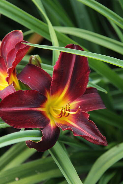 Bild von Garten-Taglilie