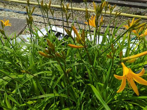 Bild von Hemerocallis x-cult. Jake Russel