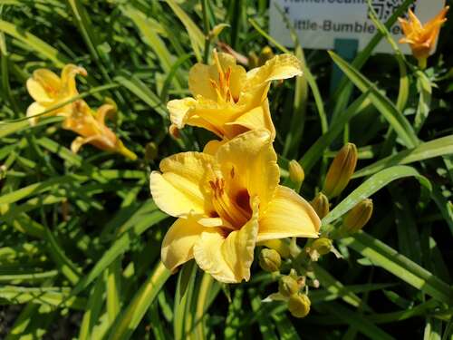 Bild von Hemerocallis x-cult. Little Bumble Bee