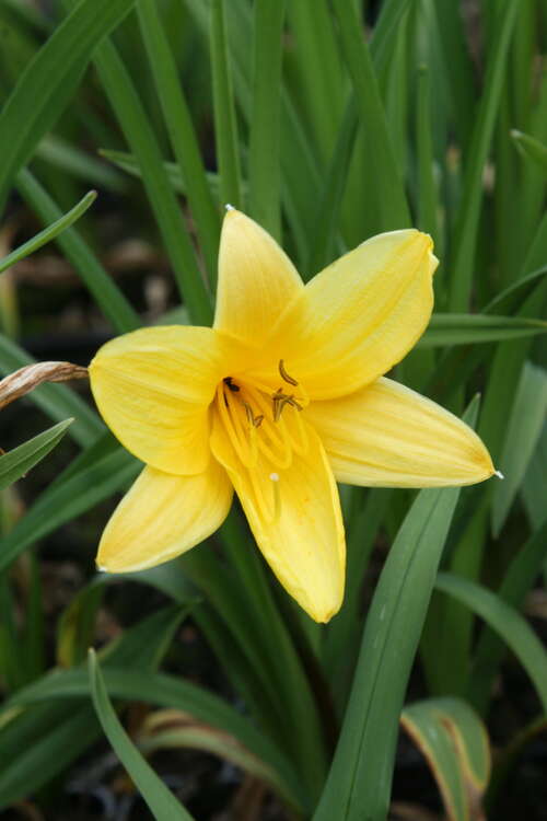 Bild von Hemerocallis x-cult. Maikönigin