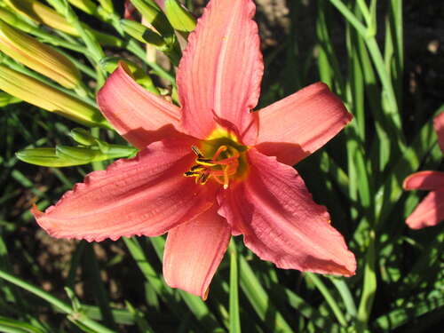 Bild von Hemerocallis x-cult. Pink Damask