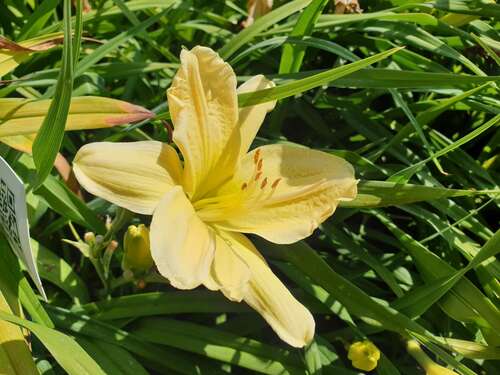 Bild von Hemerocallis x-cult. Pistachio Mint