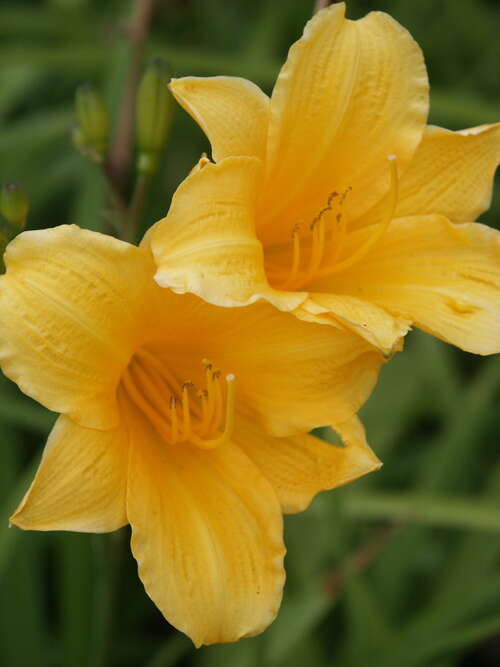 Bild von Hemerocallis x-cult. Pizza