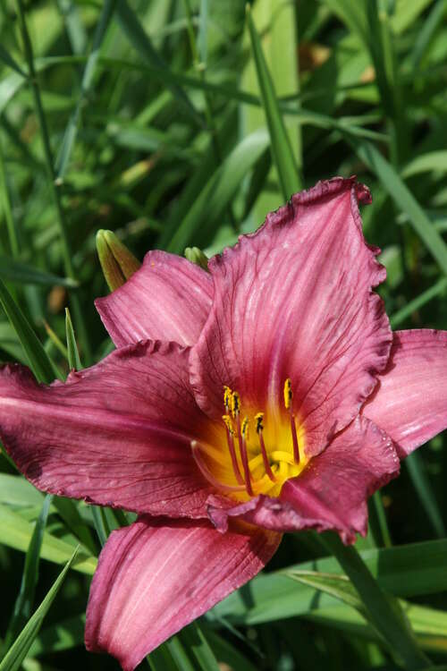 Bild von Hemerocallis x-cult. Summer Wine