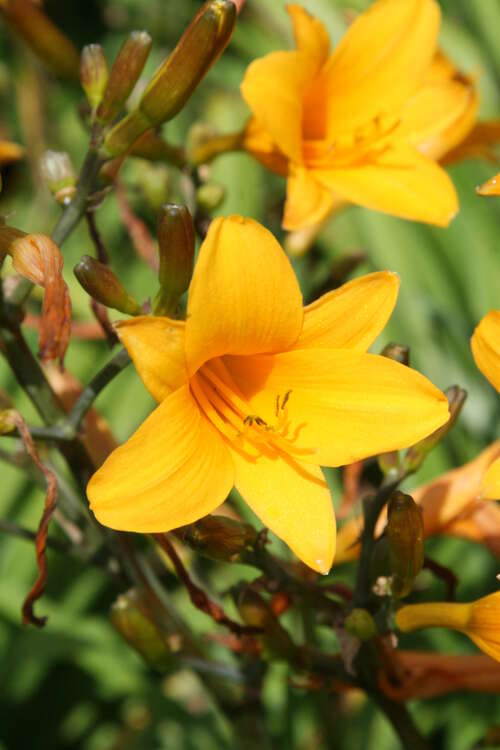 Bild von Hemerocallis x-cult. Thumbelina