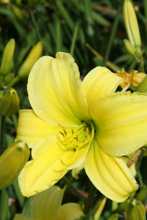 Bild von Hemerocallis x-cult. Winning Ways